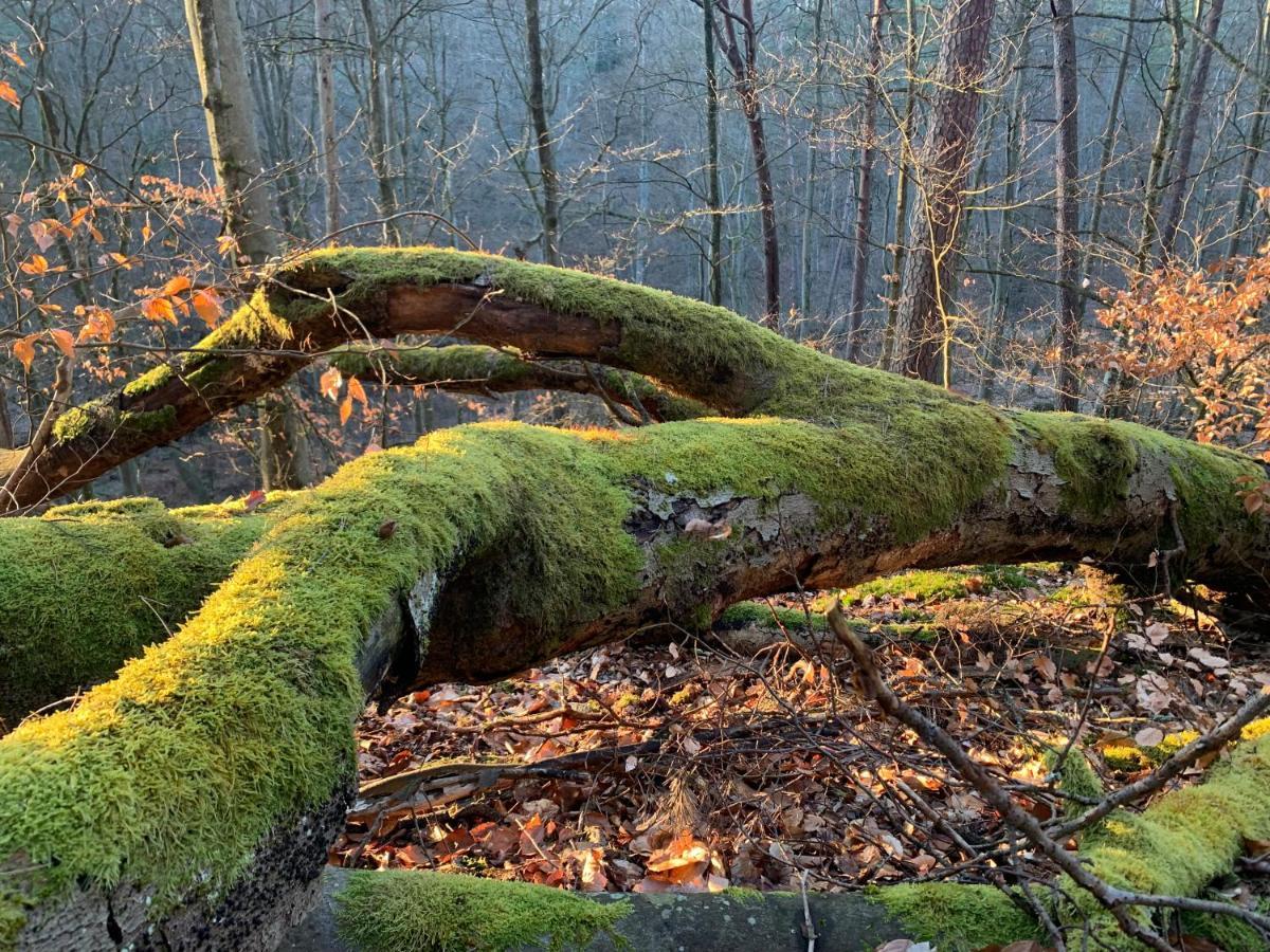 Agroturystyka Gesiniec Stare Osieczno Exterior foto